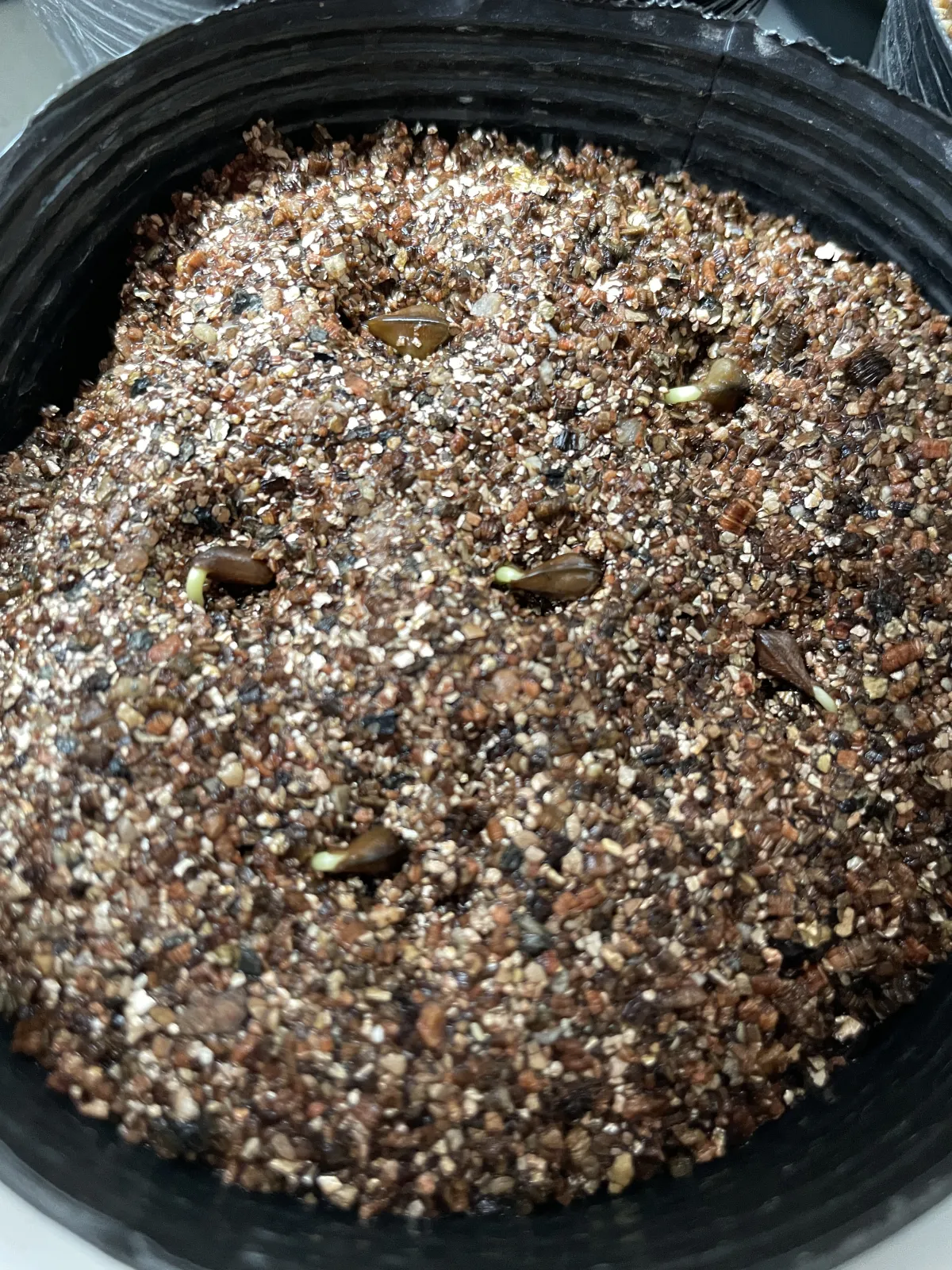 Senna meridionalis (センナ メリディオナリス)