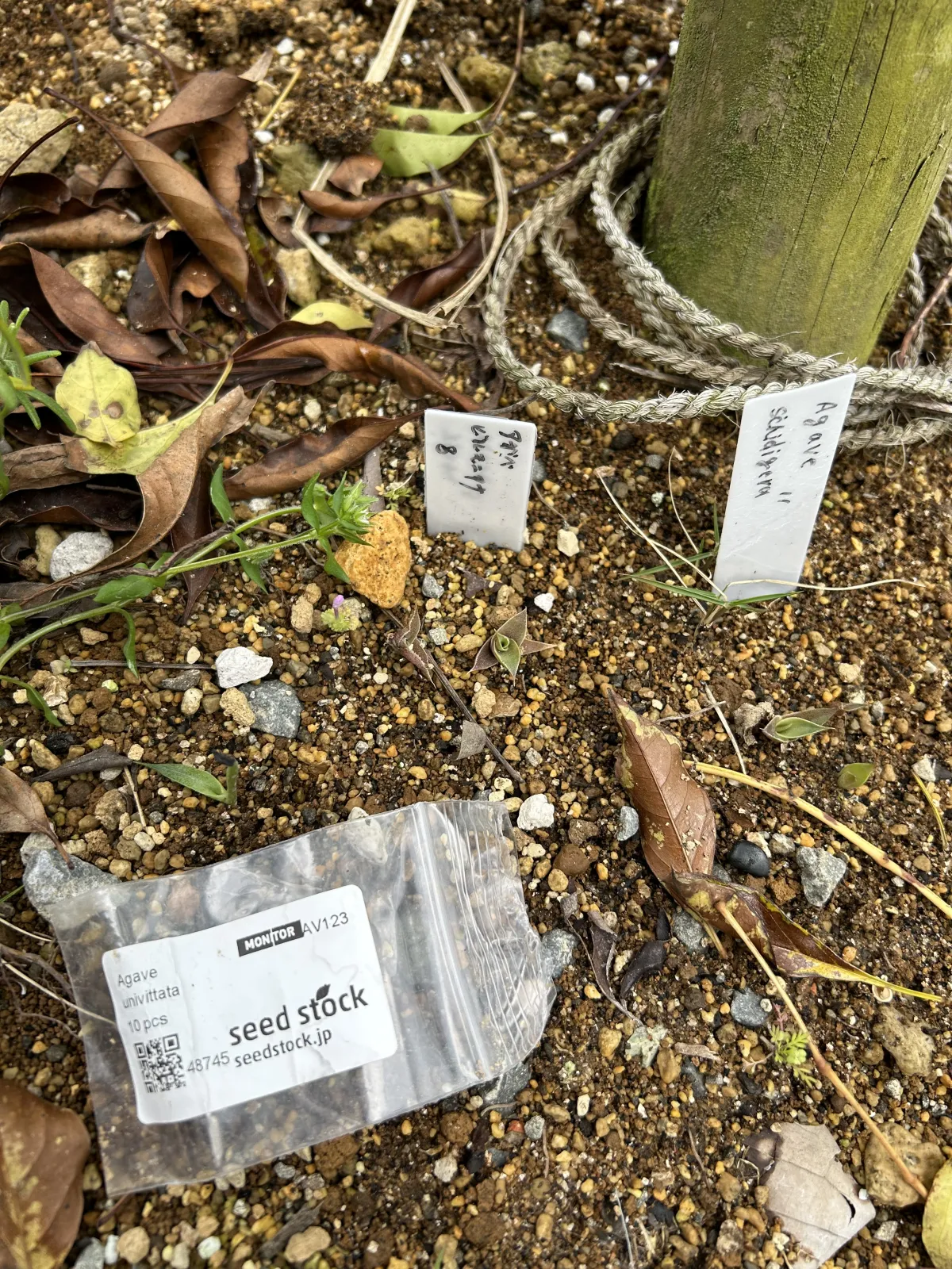 Agave univittata (アガベ ユニビタータ)