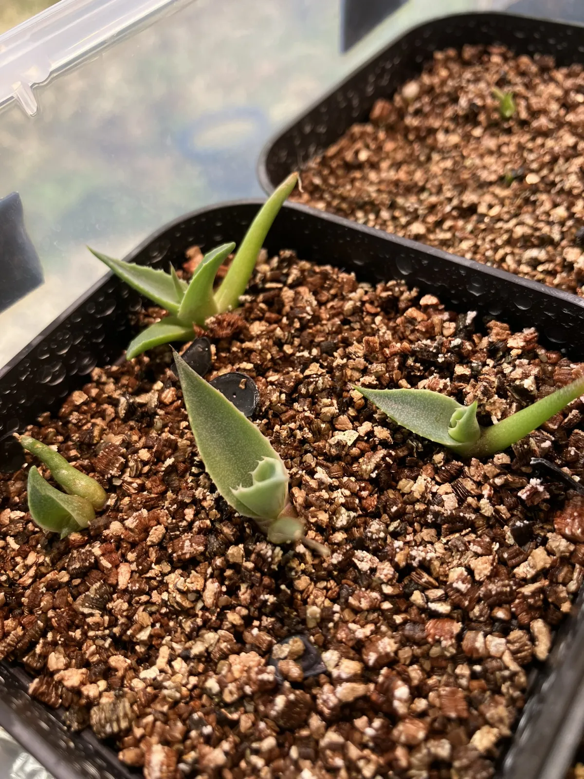 Agave parryi var. truncata (アガベ パリー トランカータ)