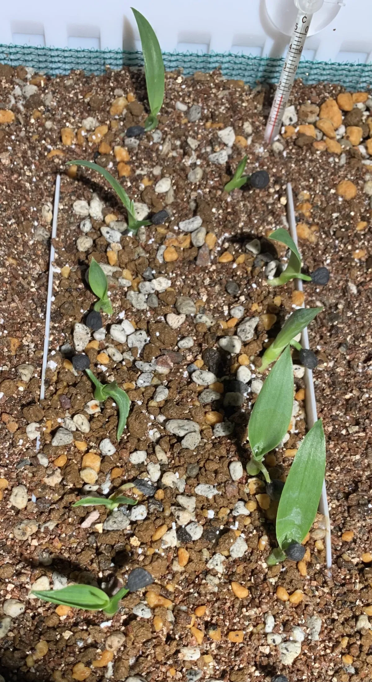 Yucca filifera (ユッカ フィリフェラ)