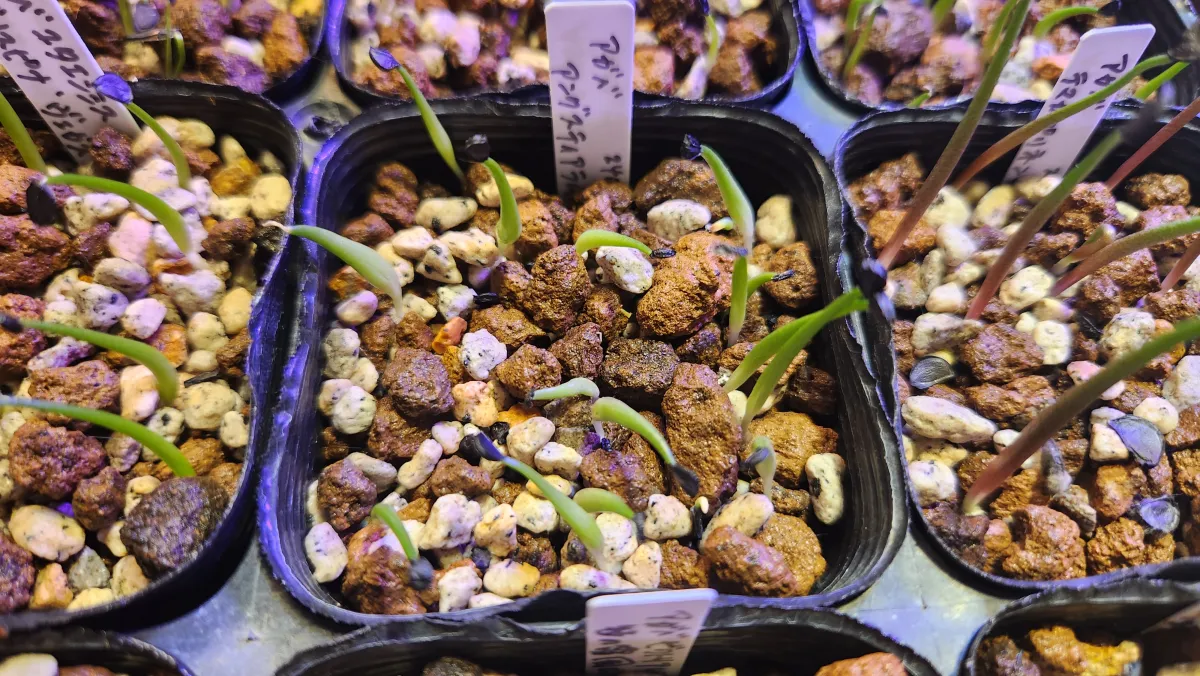 Agave angustiarum (アガベ アンガスティアラム)