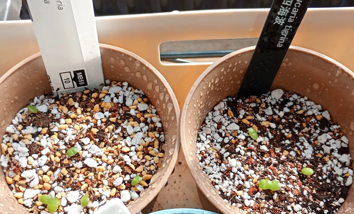 Faucaria tigrina (フォーカリア ティグリナ 四海波)