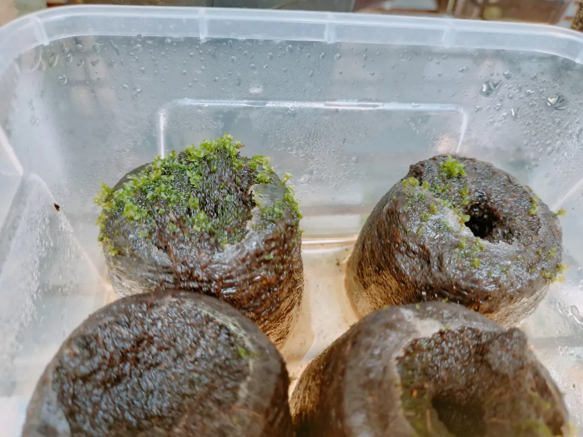 Platycerium ridleyi (ビカクシダ リドレイ)