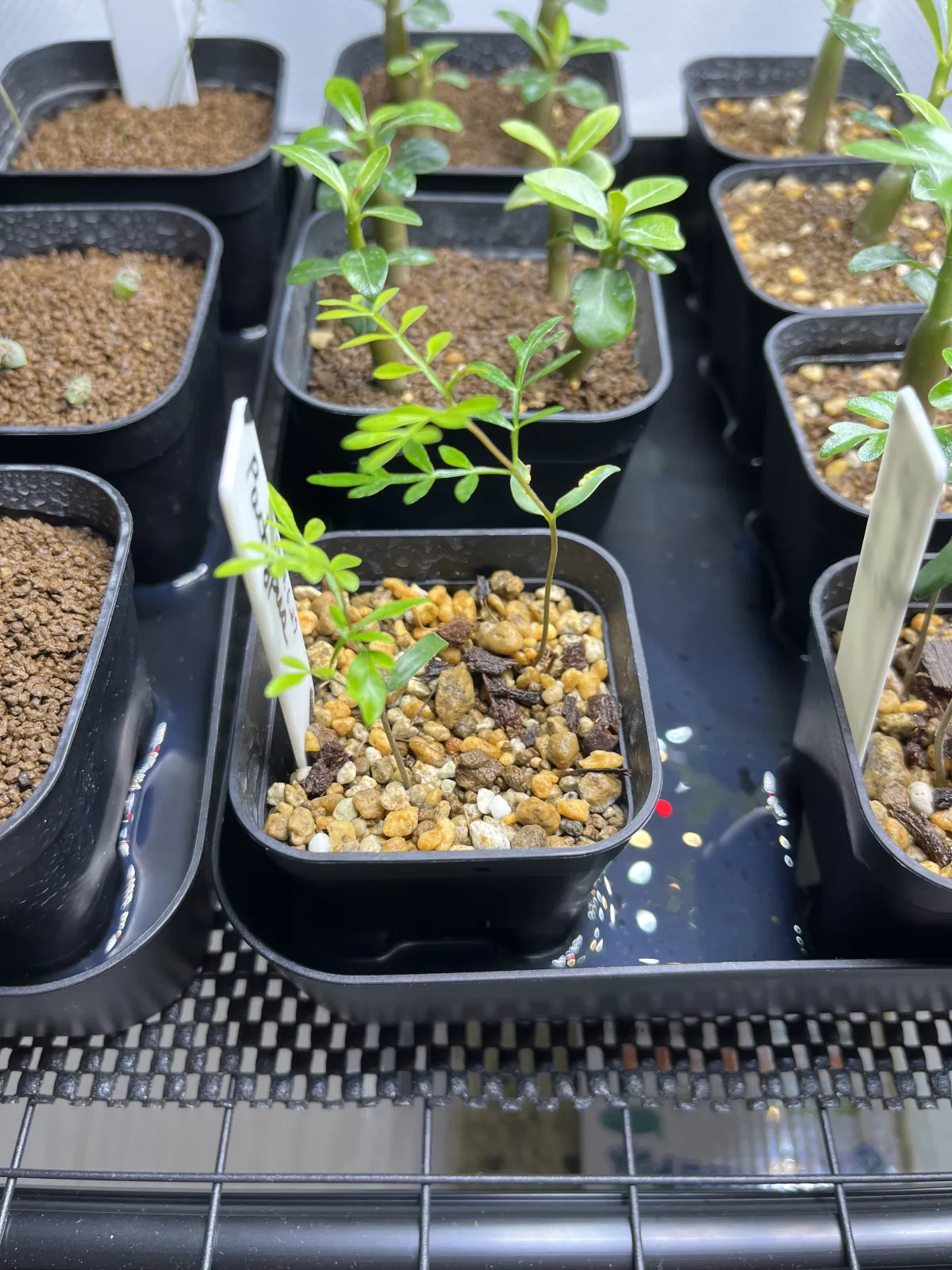 Operculicarya pachypus (オペルクリカリア パキプス)