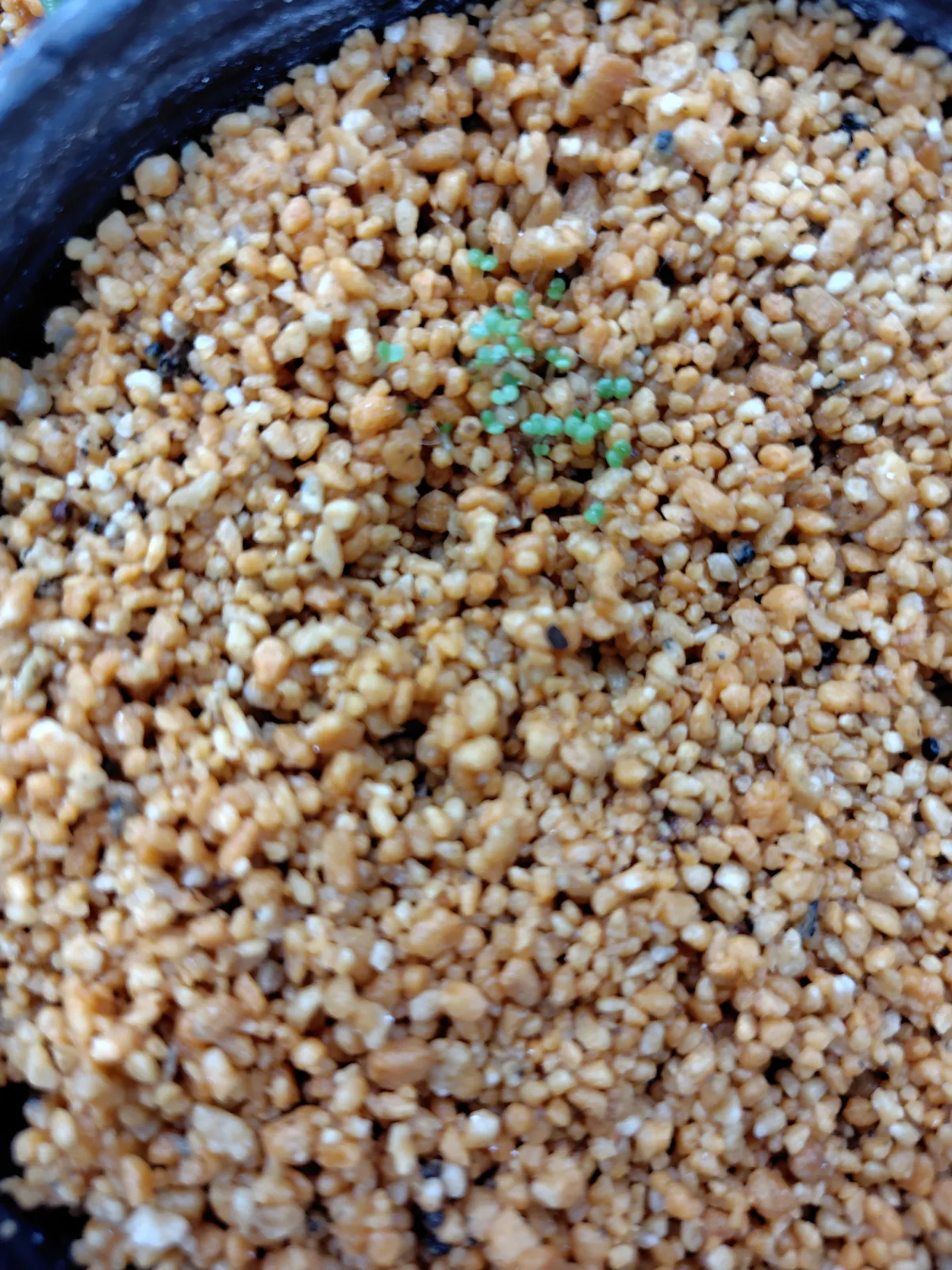 Tylecodon wallichii (ティレコドン ワリチー)