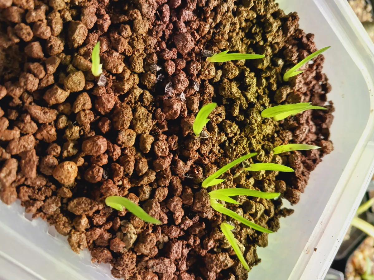 Aloe parvula (アロエ パルブラ 女王錦)