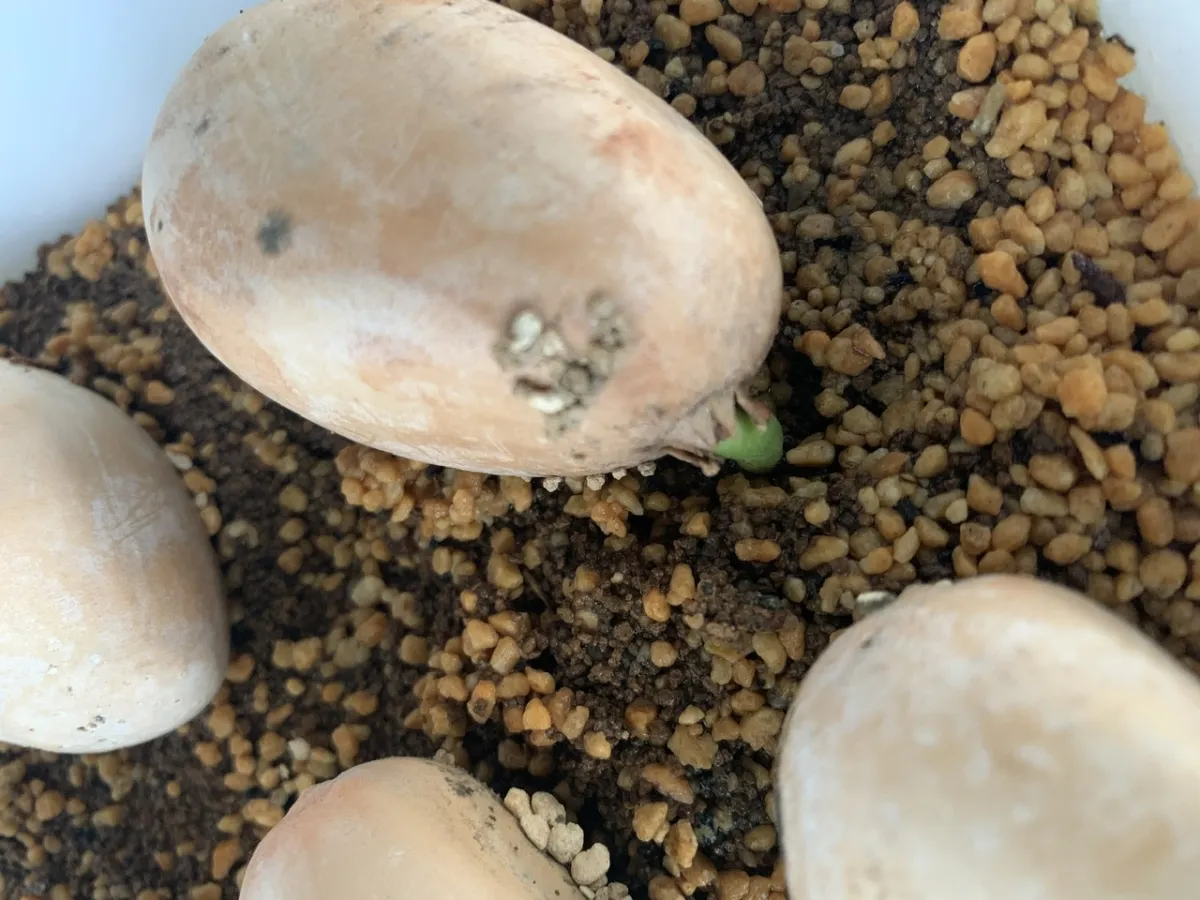 Macrozamia macdonnellii (マクロザミア マクドンネリー)