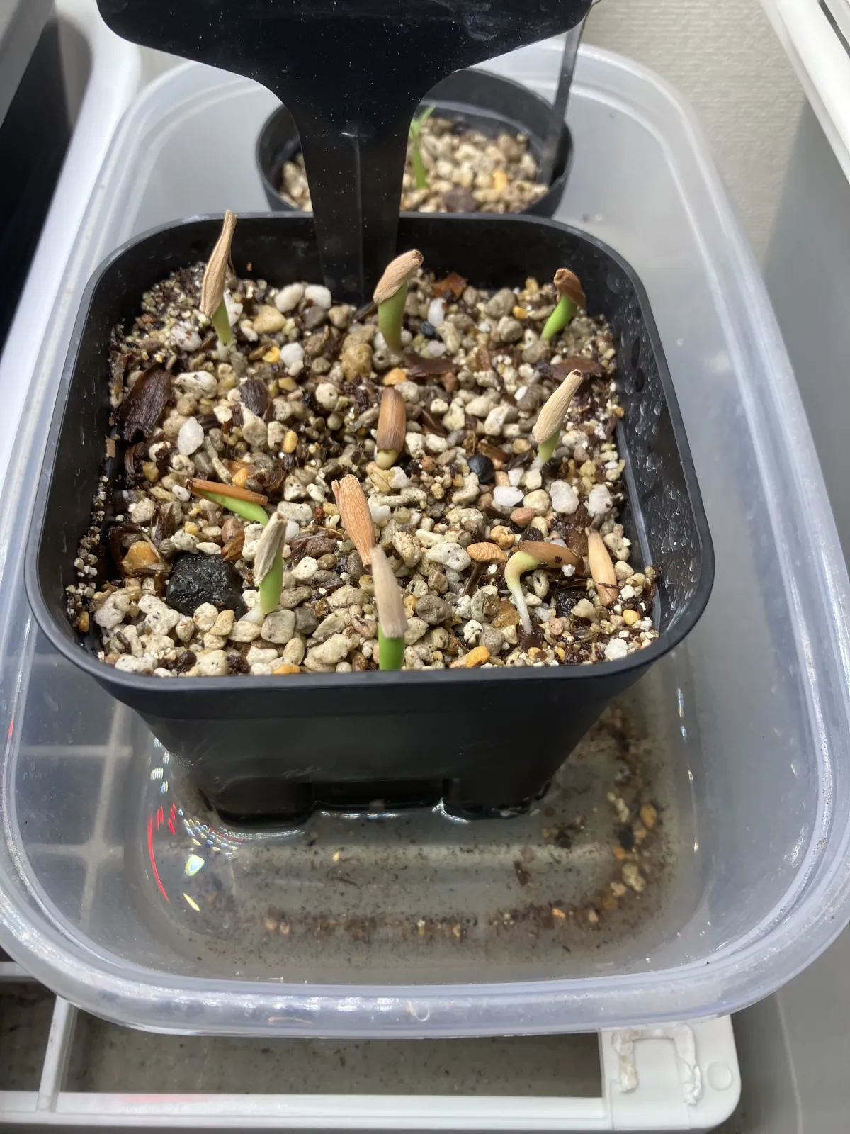 Adenium obesum (アデニウム オベスム)