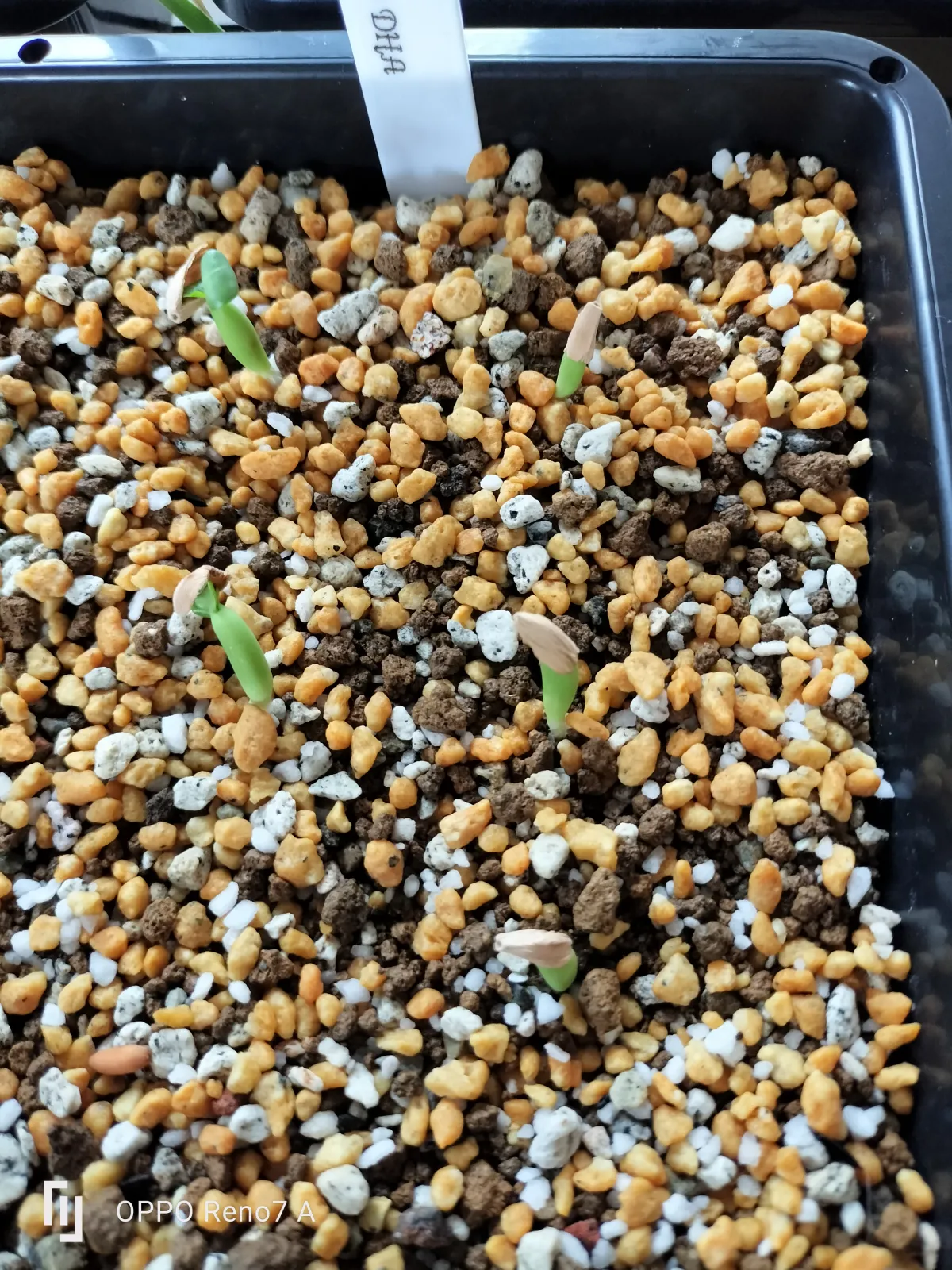 Adenium obesum thai socotranum DHA (アデニウム タイソコ DHA)