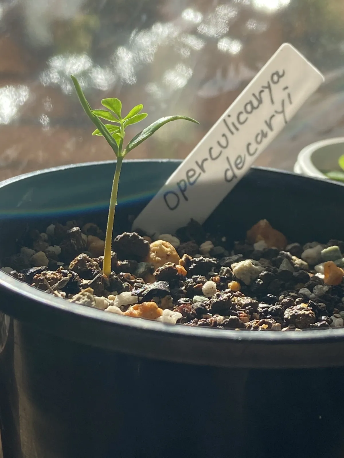 Operculicarya decaryi (オペルクリカリア デカリー)