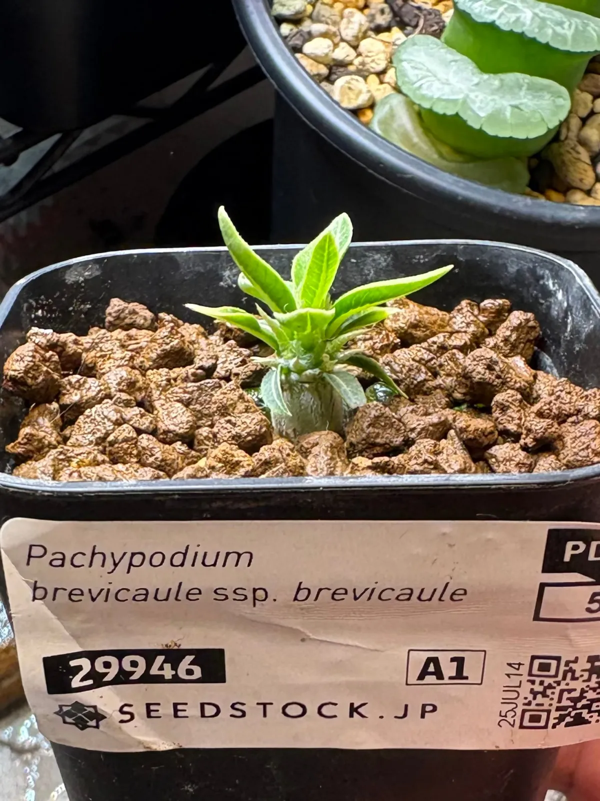 Pachypodium brevicaule subsp. brevicaule (パキポディウム ブレビカウレ)