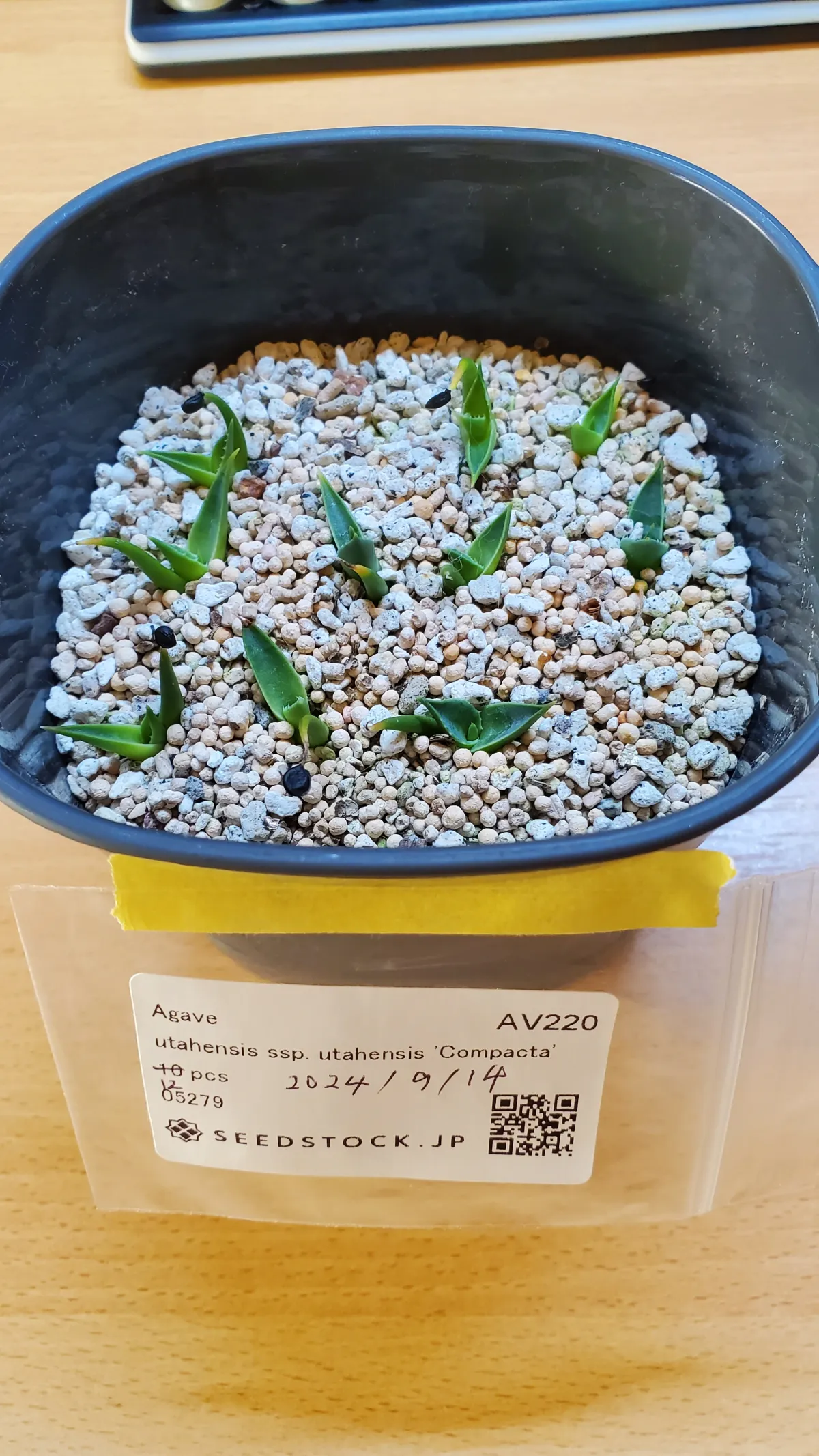 Agave utahensis ssp. utahensis 'Compacta' (アガベ ユタエンシスコンパクタ)