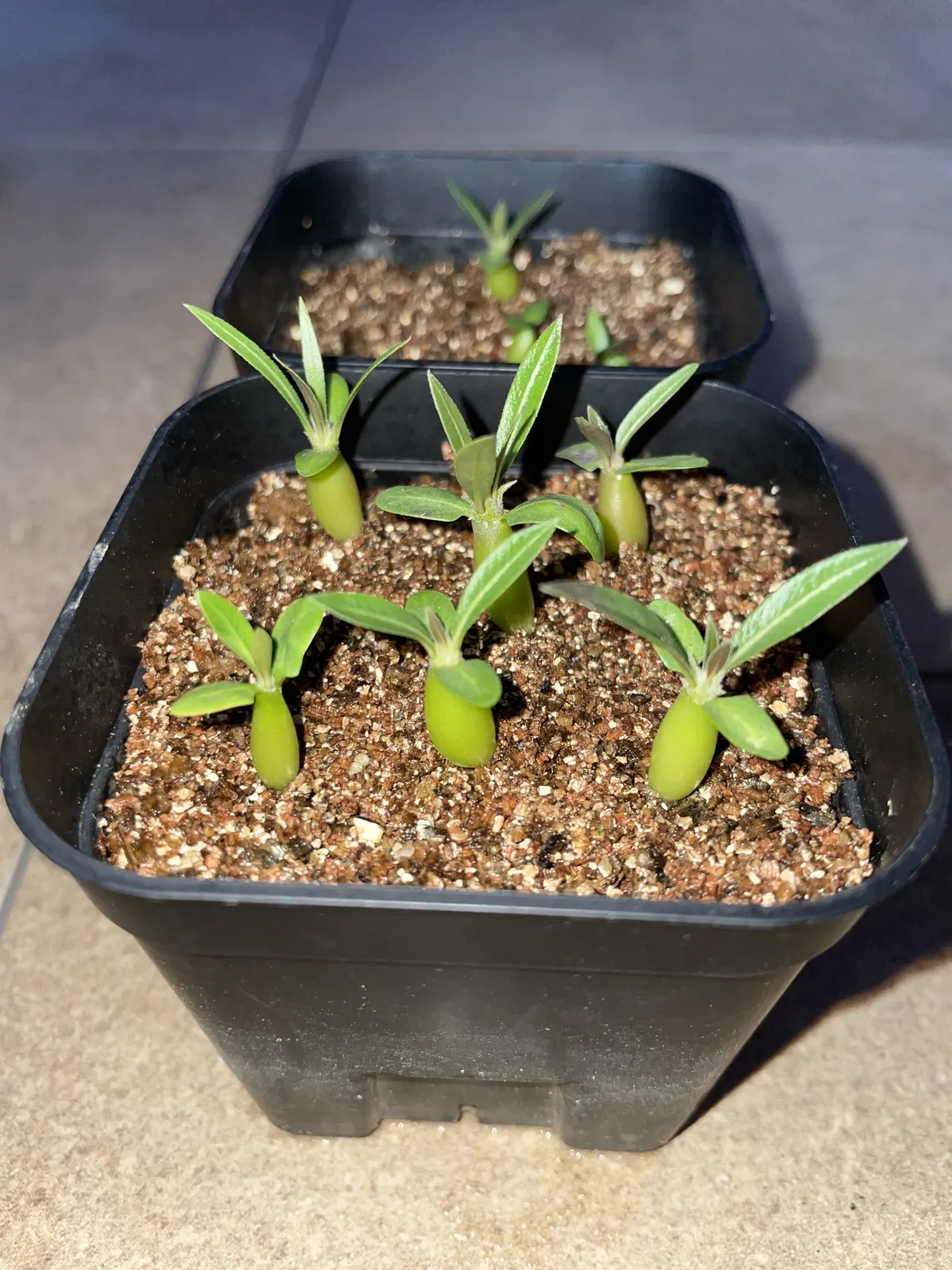 Pachypodium rosulatum (パキポディウム ロスラーツム)