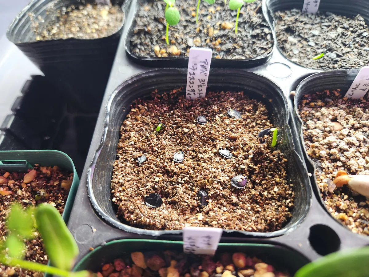 Agave gentryi La Escondida (アガベ ジェントリー ラ・エスコンディーダ)