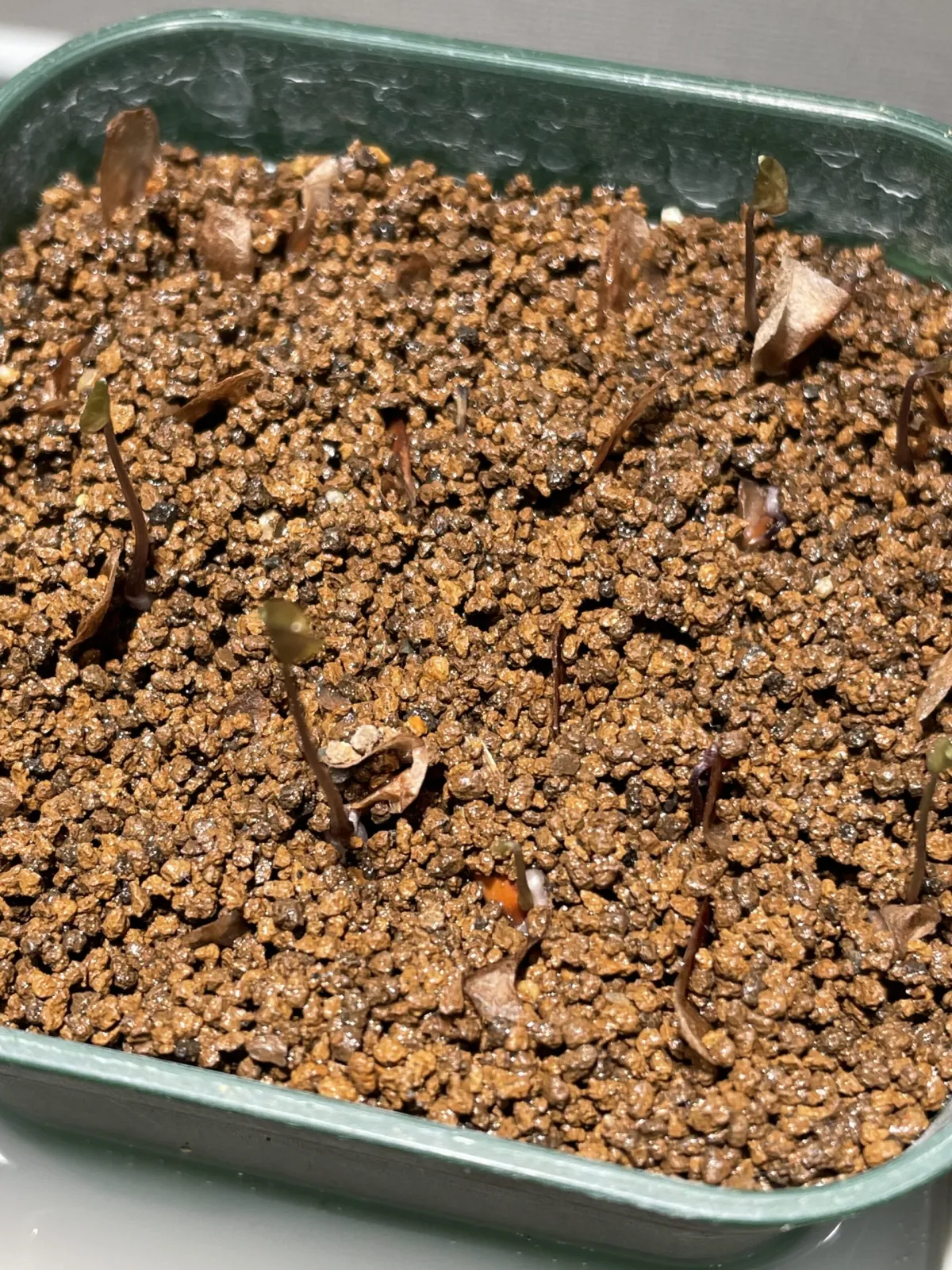 Dioscorea elephantipes (ディオスコレア エレファンティペス アフリカ亀甲竜)