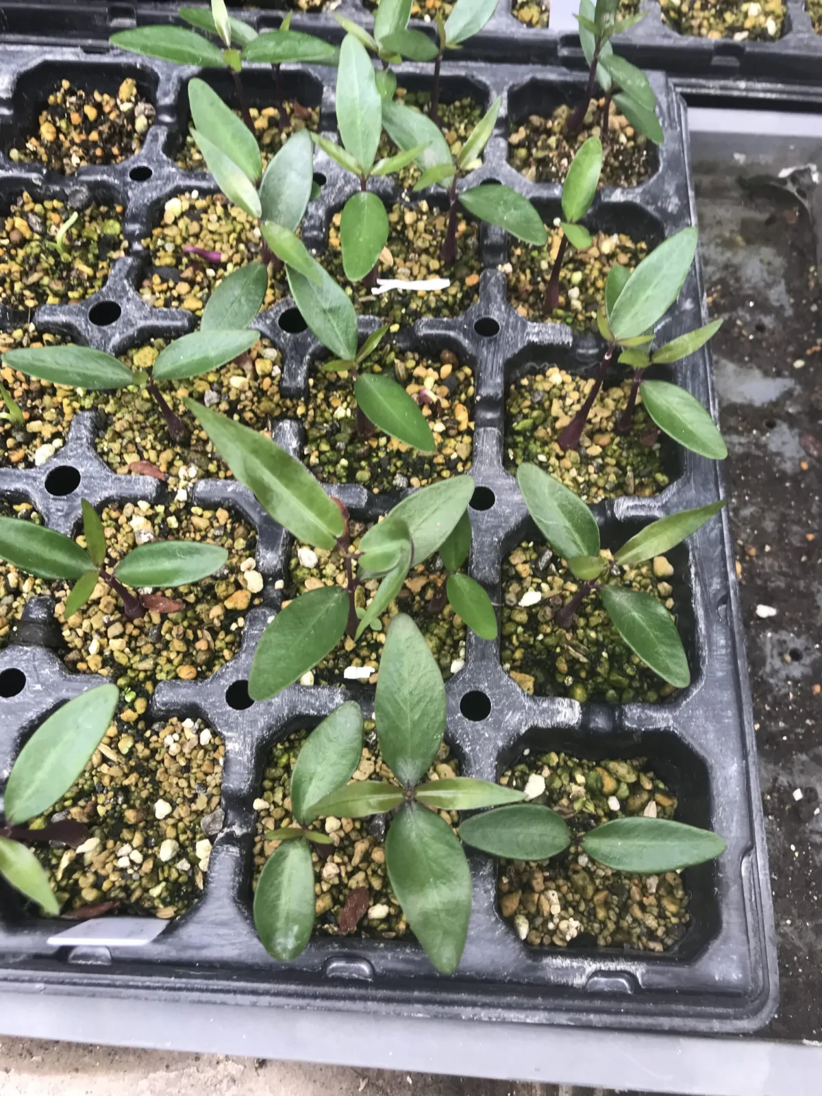 Petopentia natalensis (ペトペンチア ナタレンシス)