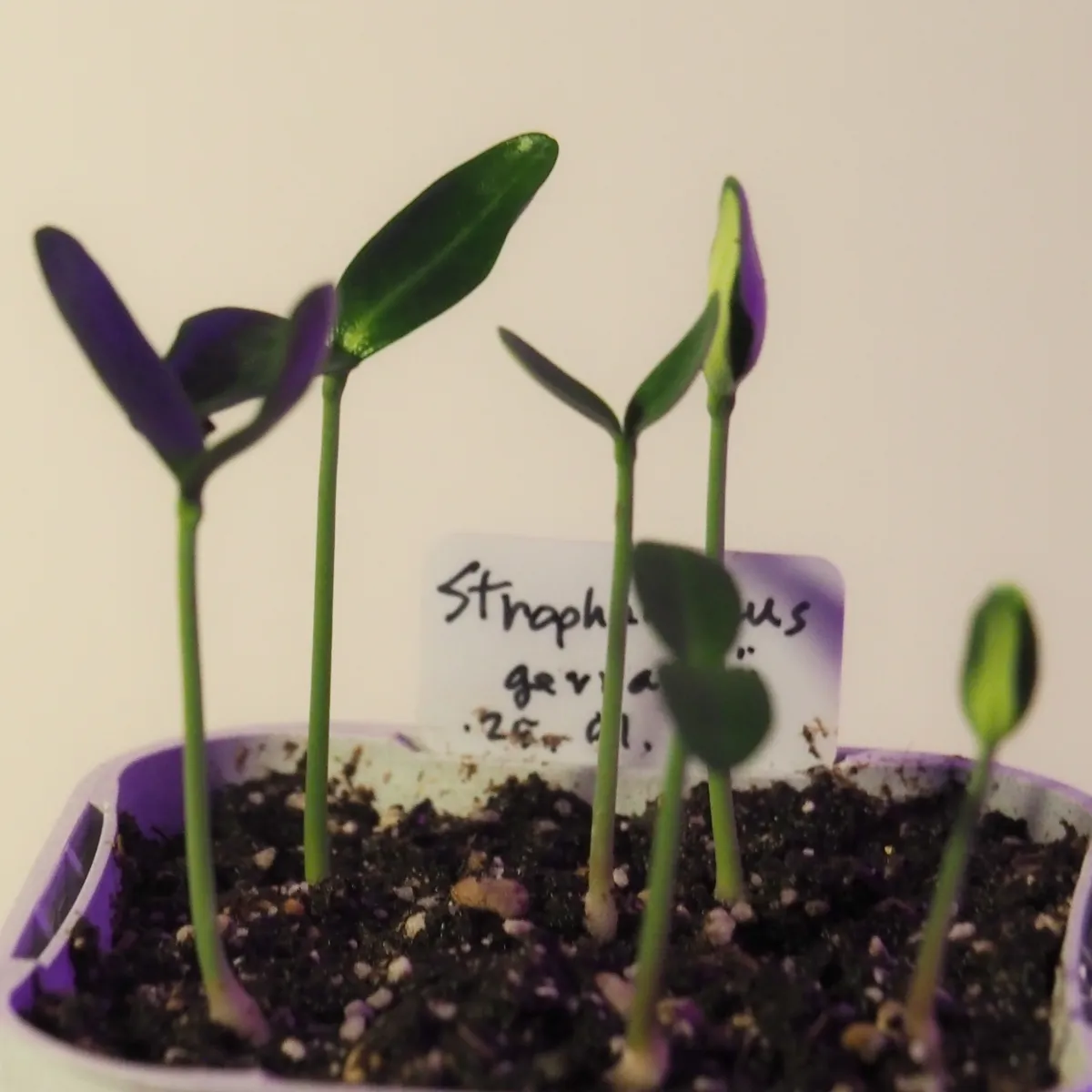 Strophanthus gerrardii (ストロファンサス ジェラルディ)