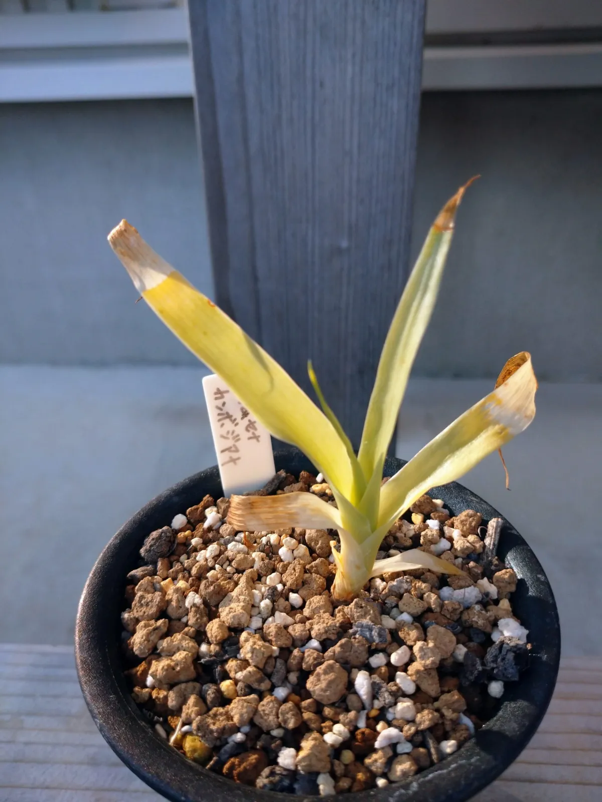 Dracaena cambodiana (ドラセナ カンボジアナ)