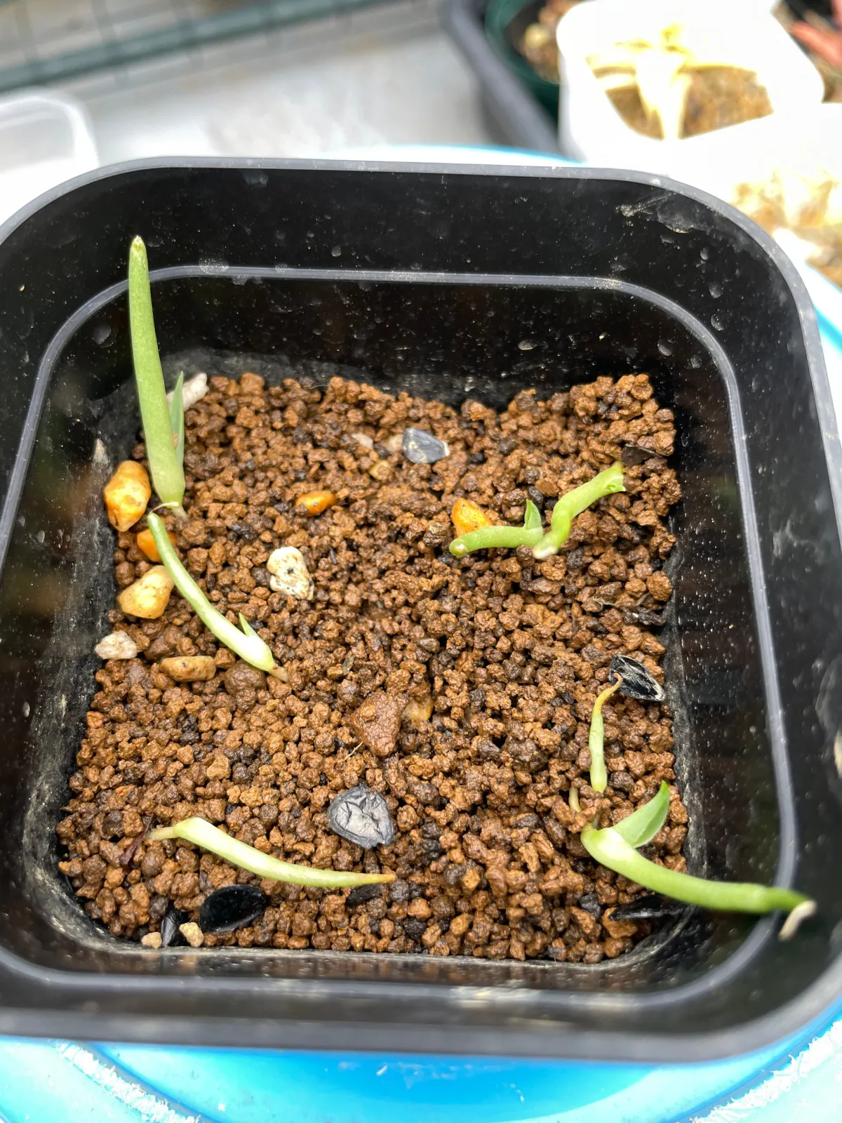 Agave gentryi La Escondida (アガベ ジェントリー ラ・エスコンディーダ)