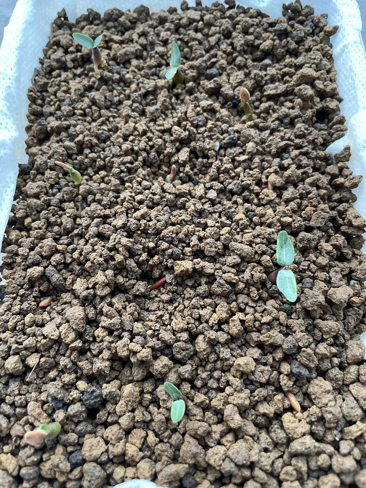 Pachypodium rosulatum var. gracilius (パキポディウム グラキリス)