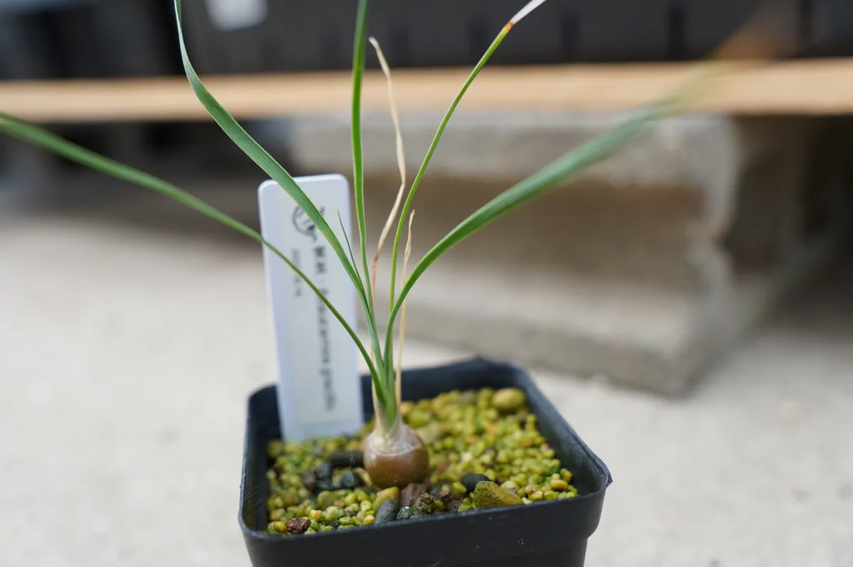 Beaucarnea gracilis (ボーカルネア グラキリス)