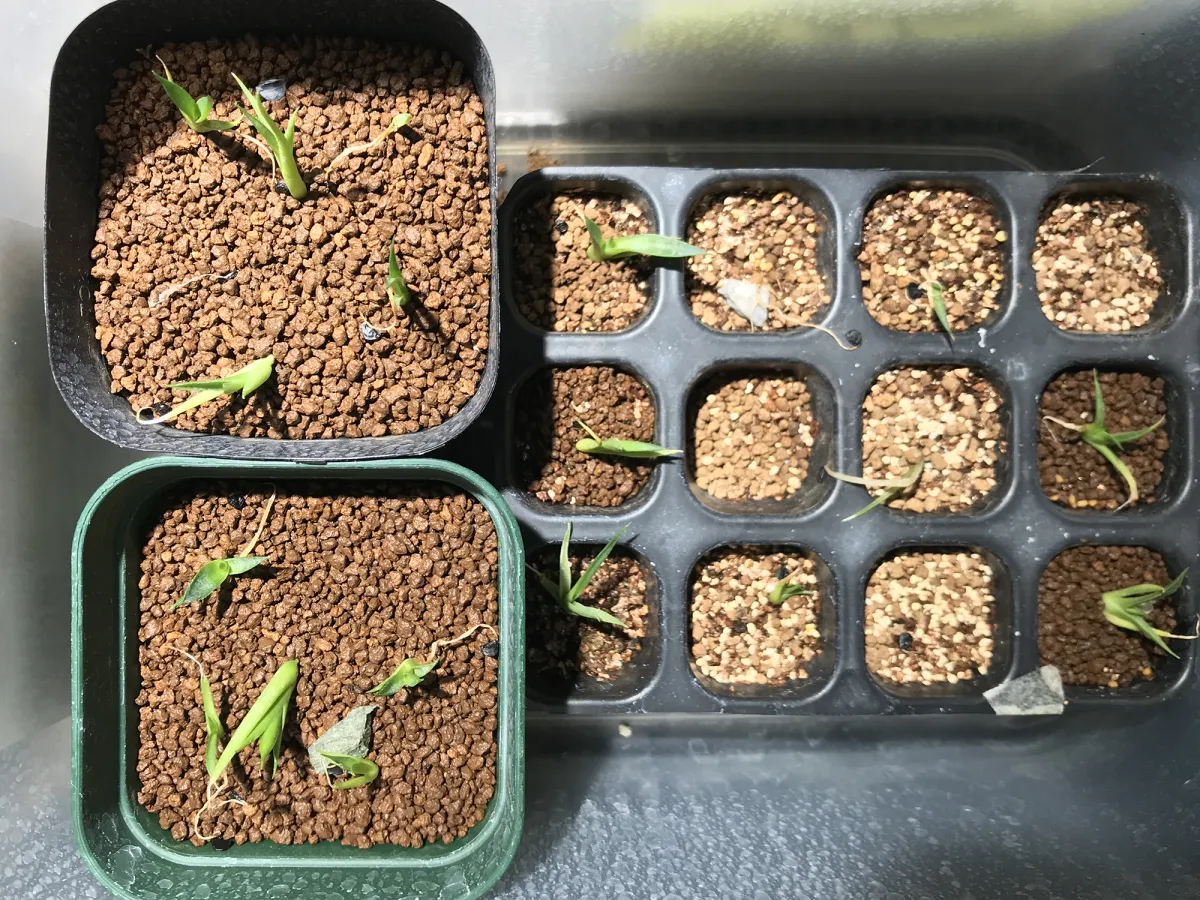 Agave utahensis var. eborispina (アガベ エボリスピナ)