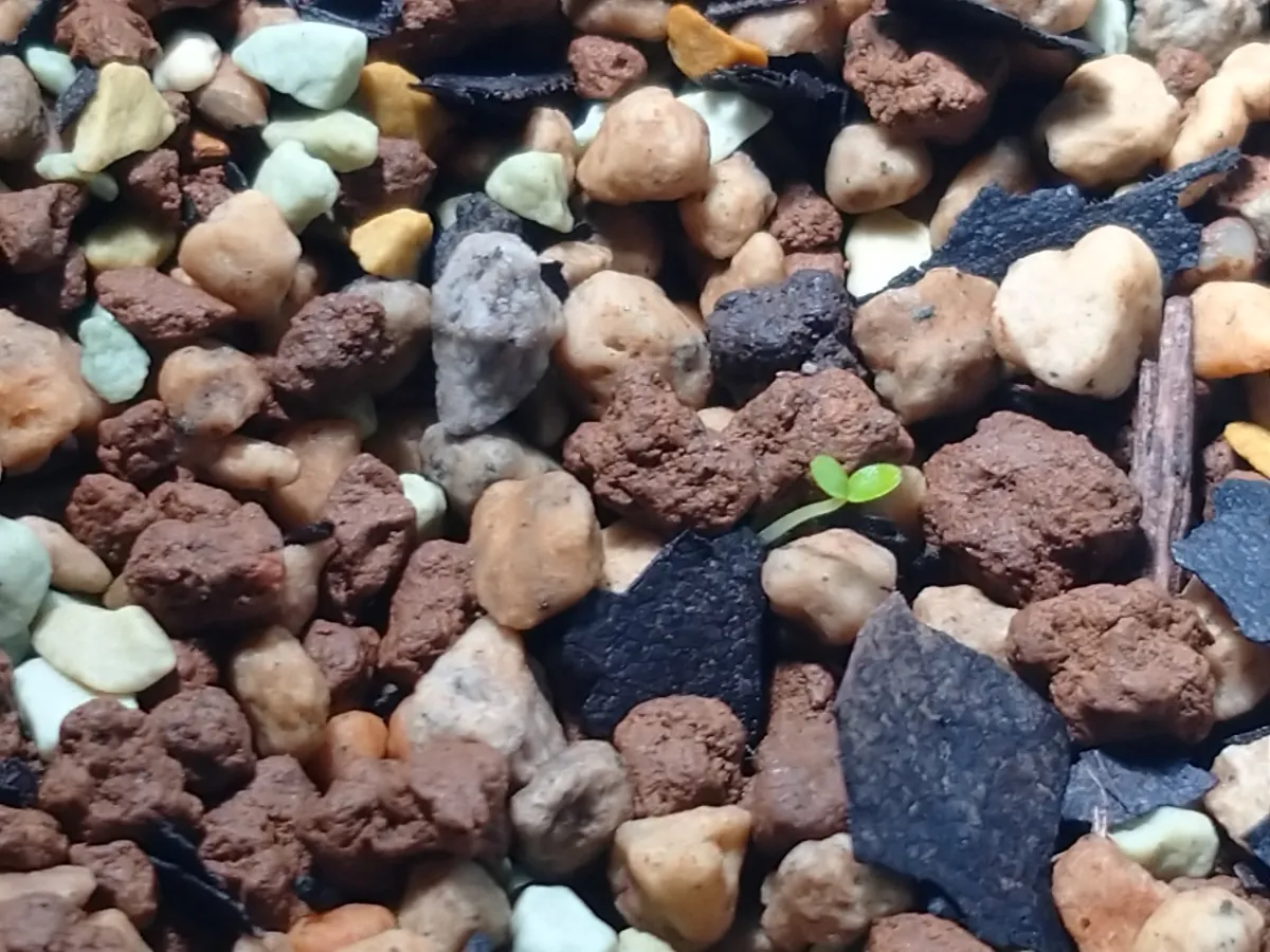 Ficus benjamina (フィカス ベンジャミン)