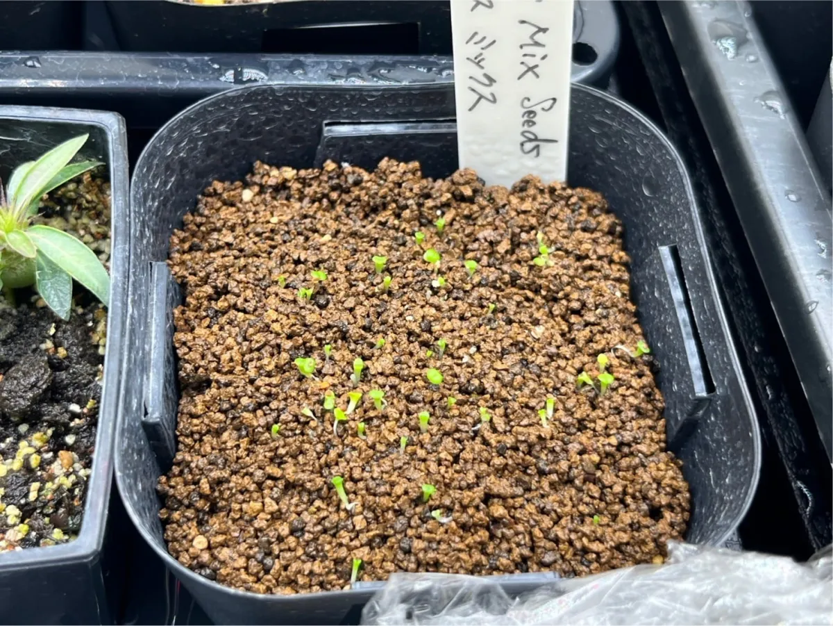 Lithops Mix (リトープス ミックス)
