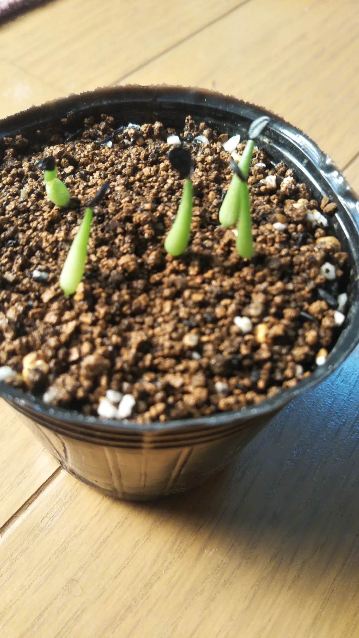 Agave victoriae-reginae 'Huasteca Canyon' (アガベ フアステカキャニオン)