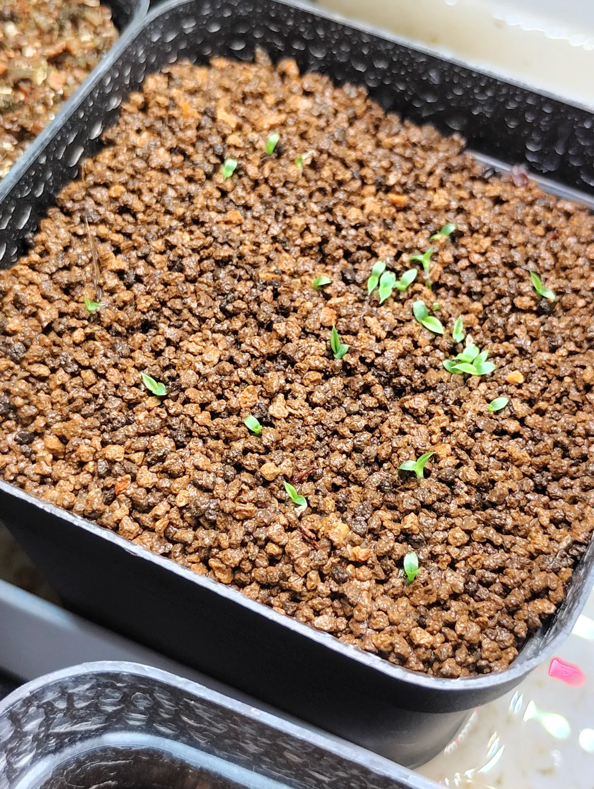 Xerophyta retinervis (ゼロフィタ レティネルビス)