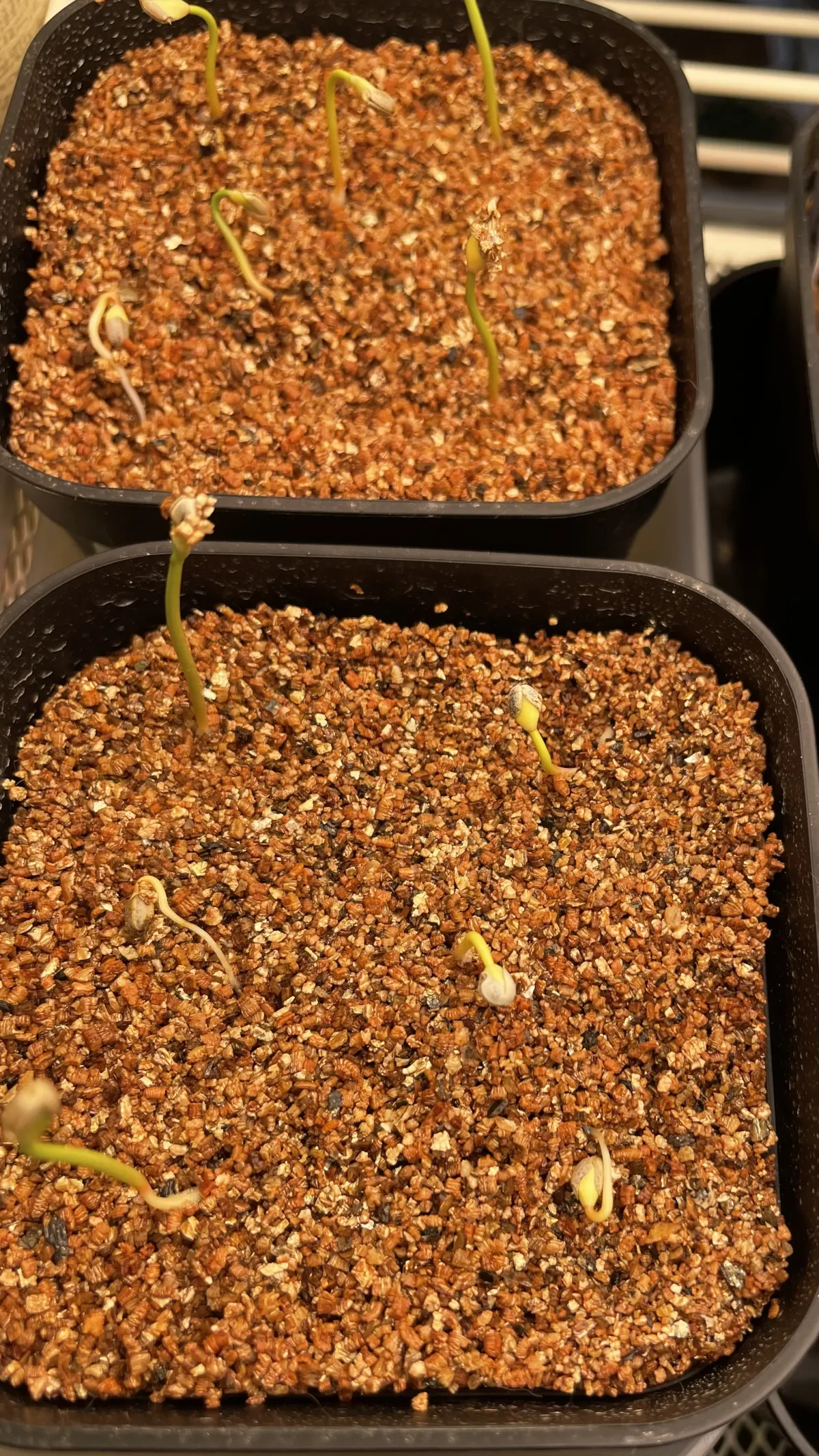 Euphorbia stenoclada subsp. stenoclada (ユーフォルビア ステノクラーダ)