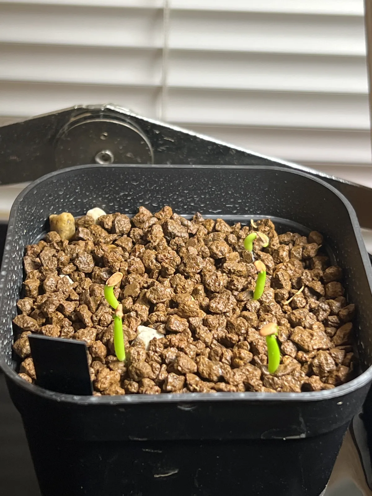 Pachypodium rosulatum var. inopinatum (パキポディウム イノピナツム)