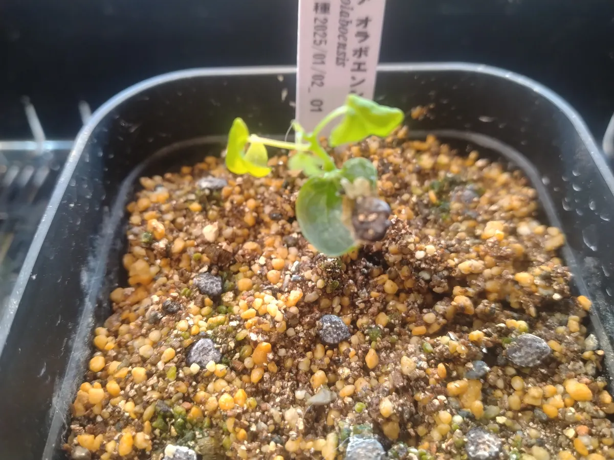 [発芽チャレンジ] アデニア オラボエンシス Adenia olaboensis 発芽難