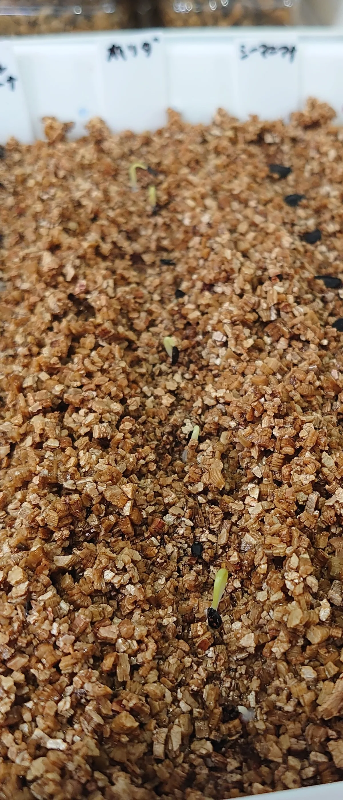 Agave horrida ssp. horrida (アガベ ホリダ)