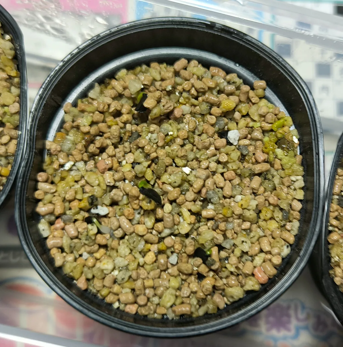 Albuca bracteata (アルブカ ブラクテアータ)