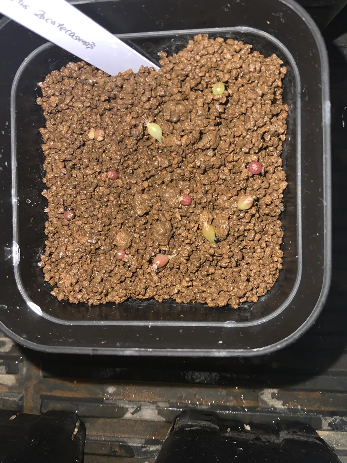 Stenocactus zacatecasensis subsp. zacatecasensis (エキノフォスロカクタス ザカテカセンシス)