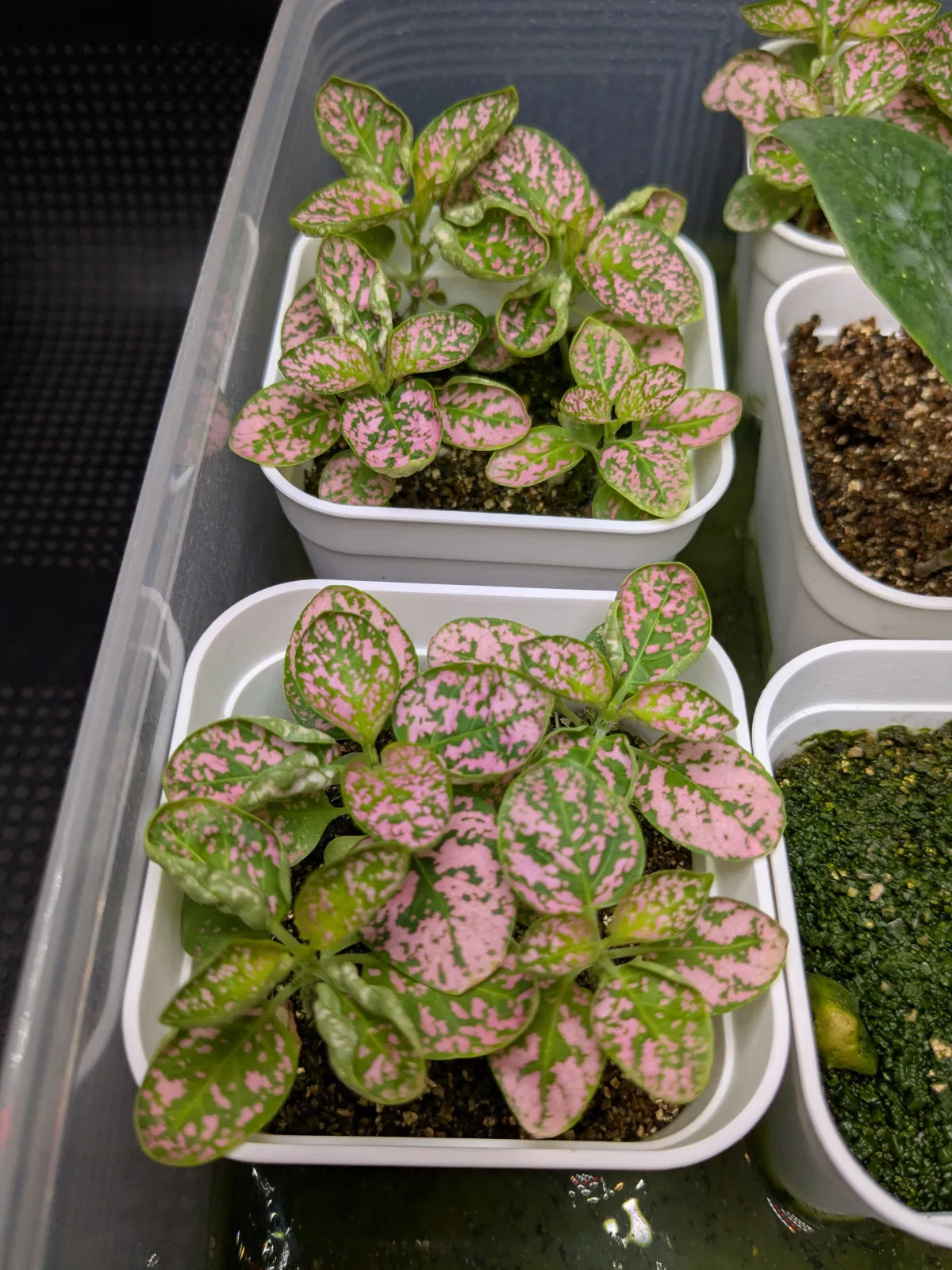 Hypoestes phyllostachya Pink (ヒポエステス フィロスタキア ピンク)