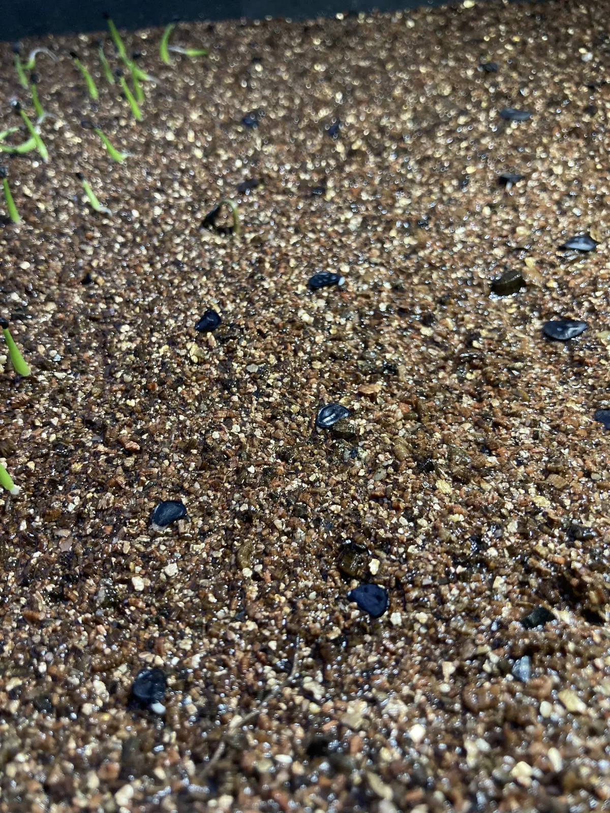 Agave potatorum Purple Haze (アガベ パープルヘイズ)