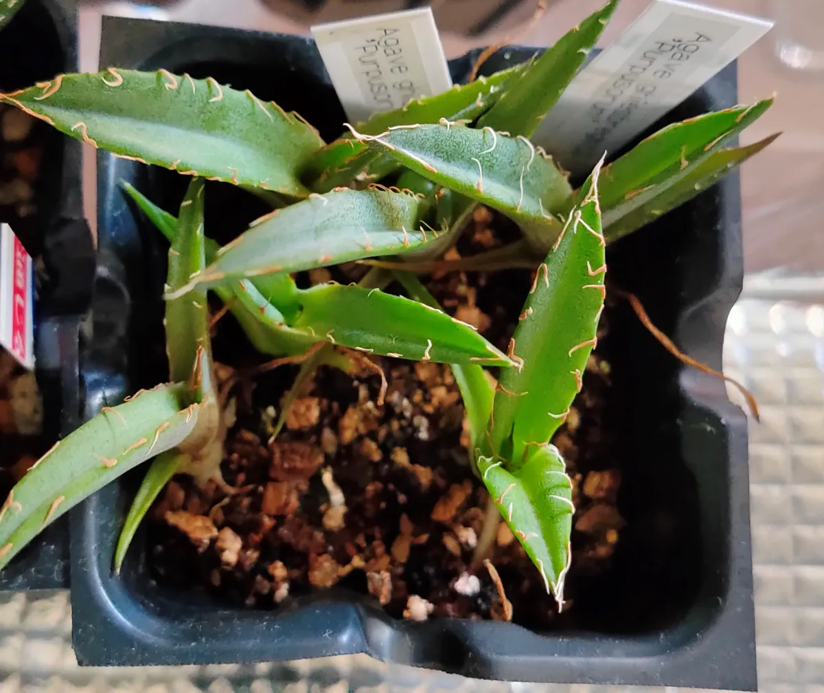 Agave ghiesbreghtii 'Purpusorum' (アガベ パルプソーラム)