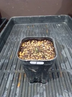 Agave titanota 'Blue' (アガベ チタノタブルー)