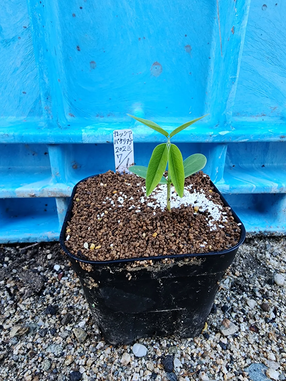 Cassia bakeriana (カッシア バケリアナ)