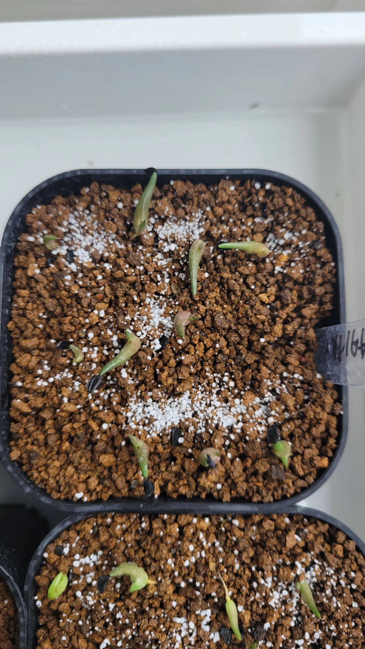 Agave titanota 'Blue' (アガベ チタノタブルー)