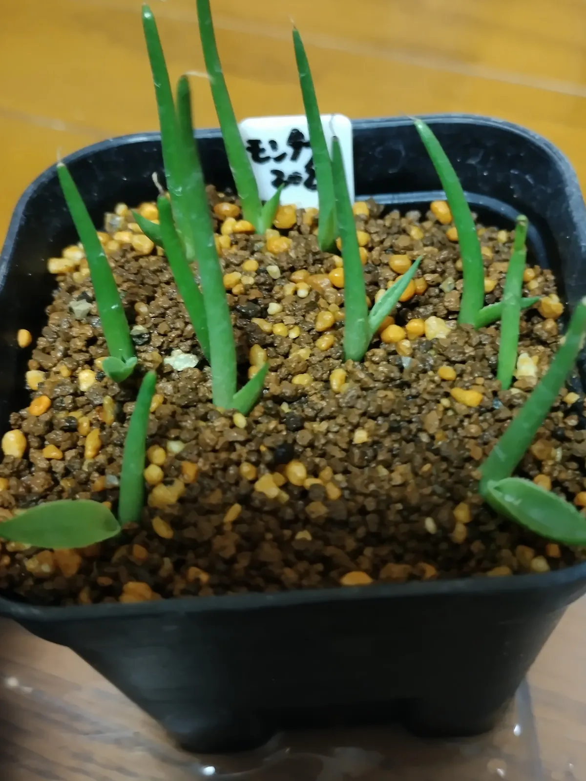 Agave montana (アガベ モンタナ)