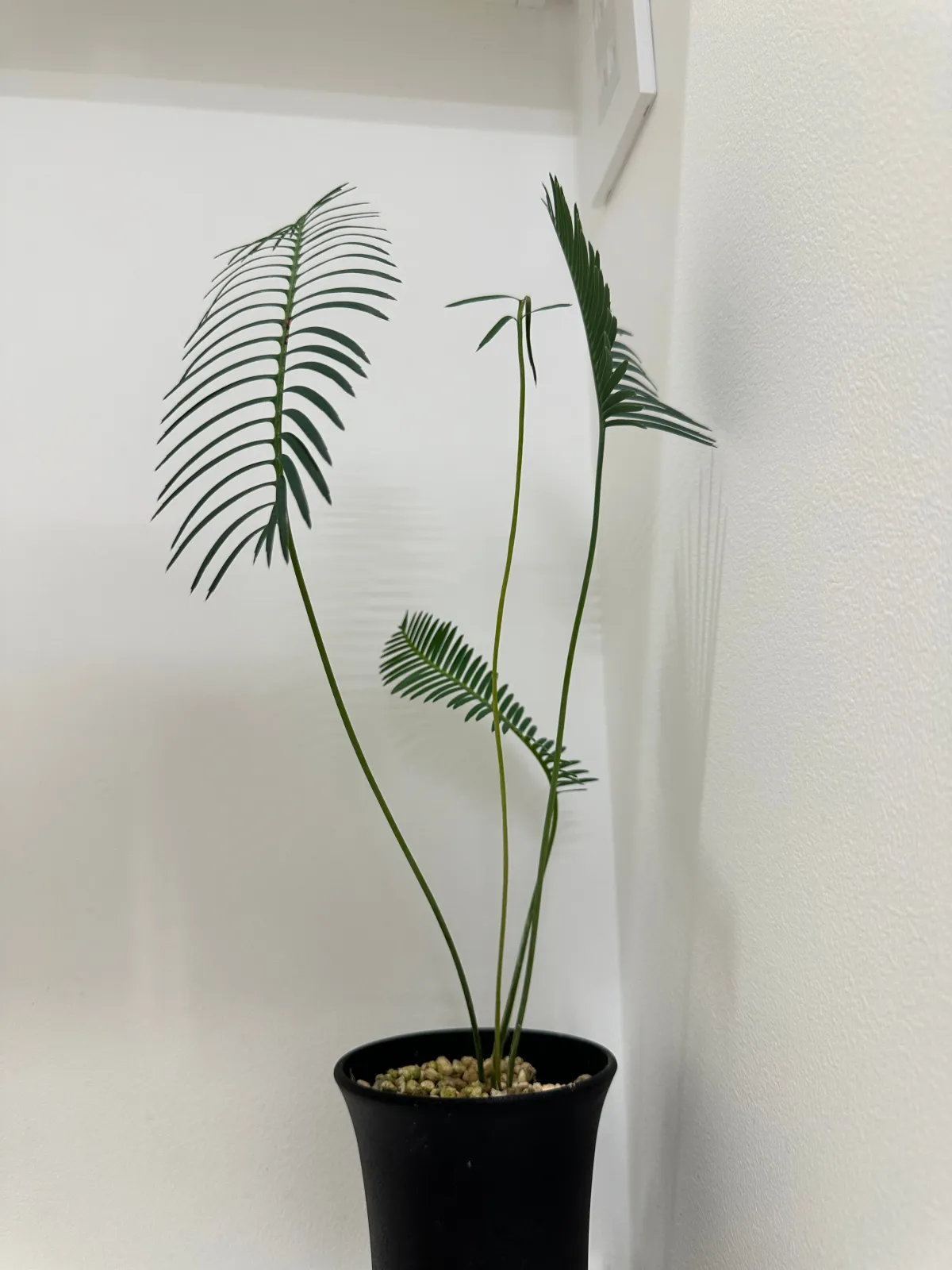 Dioon edule (ディオーン エデューレ)