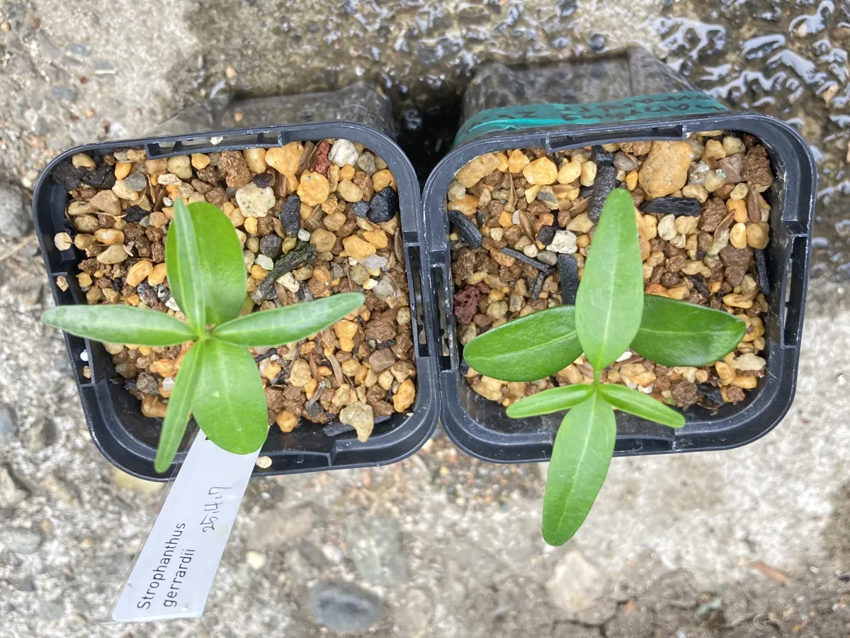 Strophanthus gerrardii (ストロファンサス ジェラルディ)