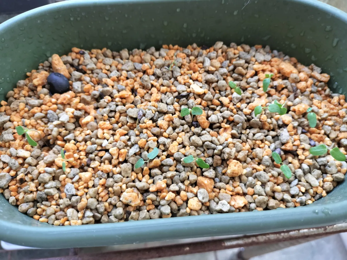 Pachycormus discolor (パキコルムス ディスカラー)