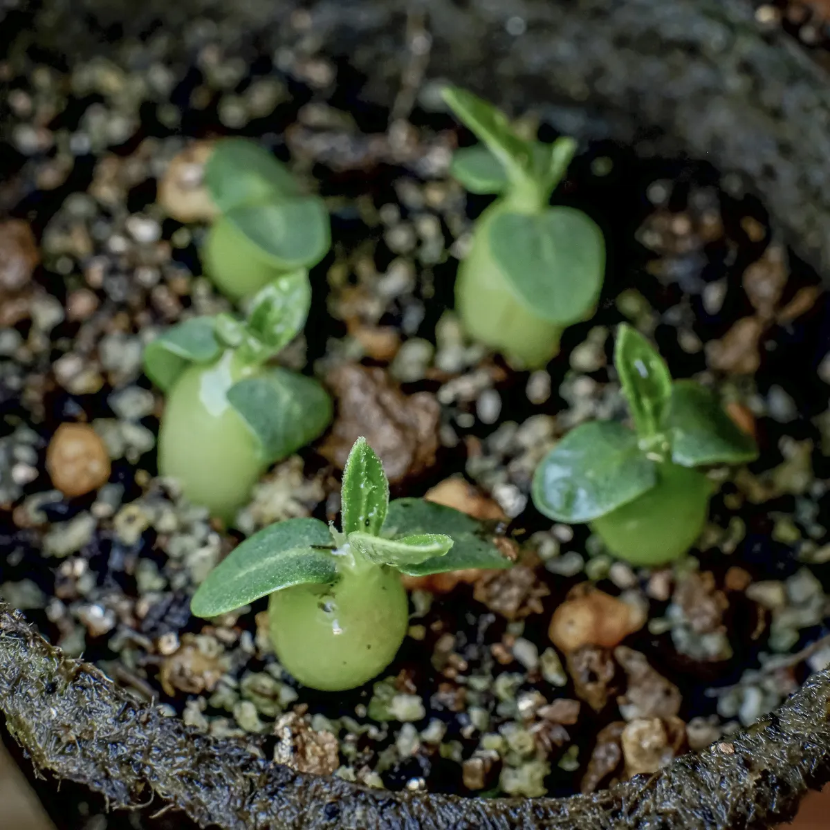 Pachypodium enigmaticum (パキポディウム エニグマチカム)