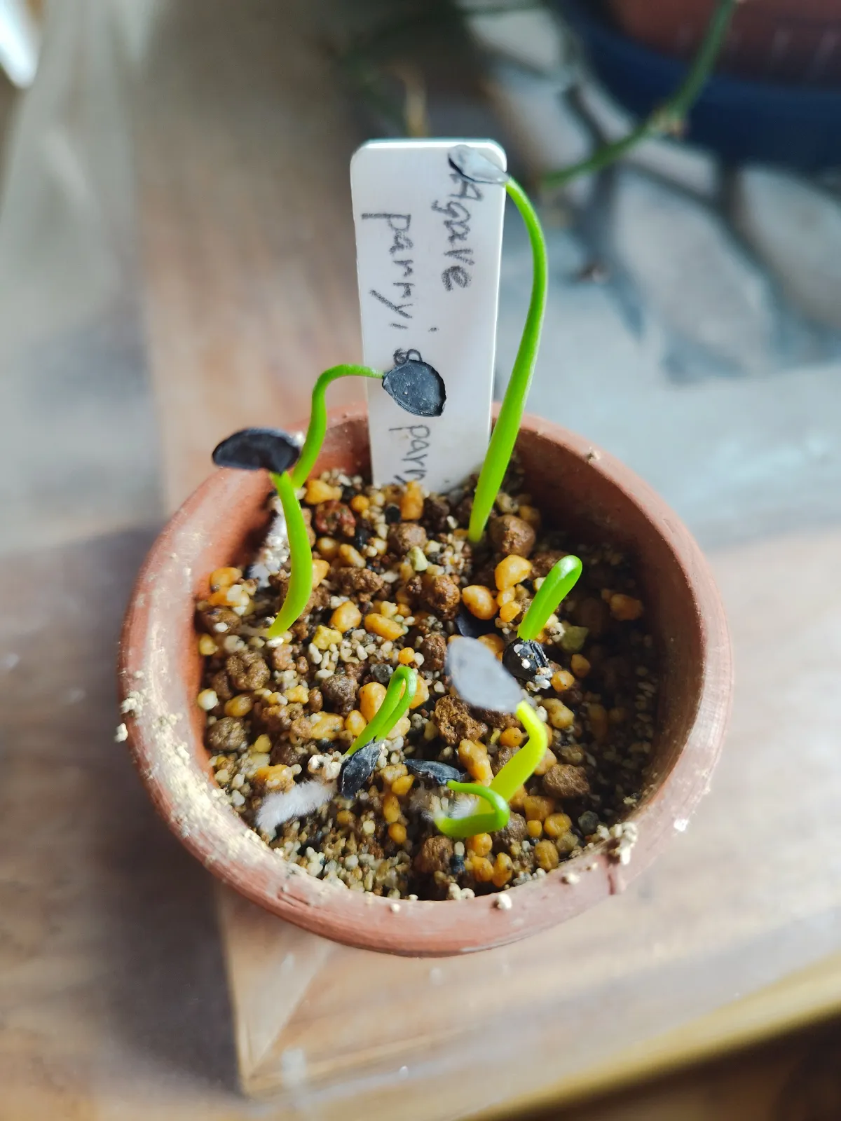 Agave parryi subsp. parryi (アガベ パリー)