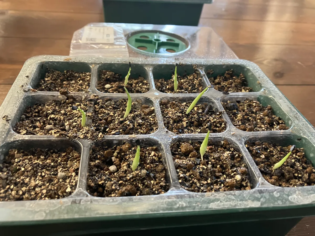 Agave victoriae-reginae ssp. swobodae 'Compacta' (アガベ スワボダエ コンパクタ‘’)