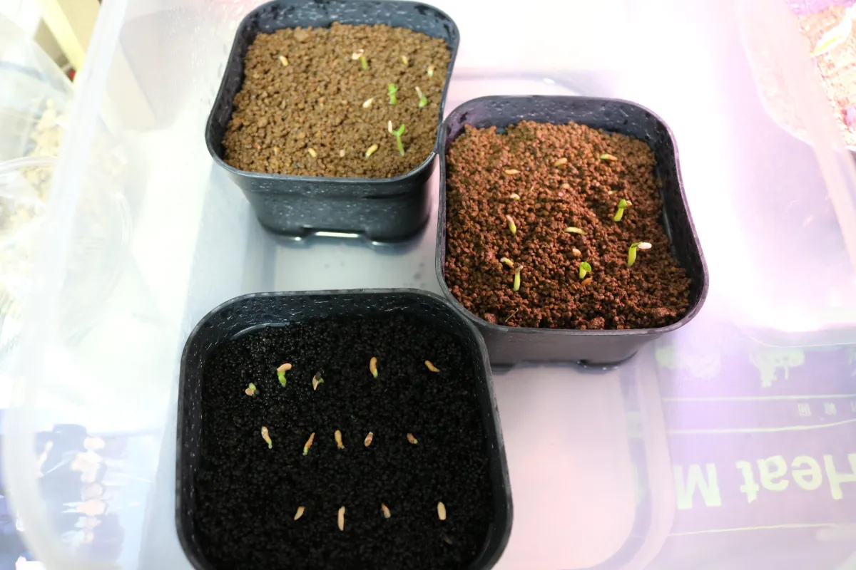 Pachypodium brevicaule subsp. leucoxanthum (パキポディウム レウコキサンツム)